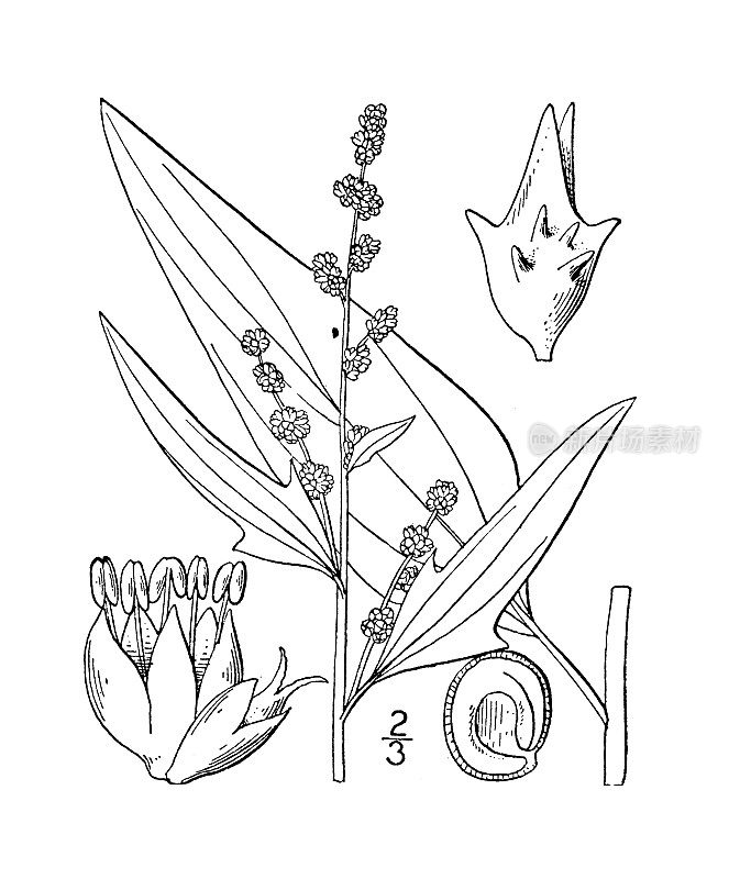 古植物学植物插图:阿特里plex Patula，散布Orache